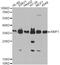 Aminoacyl TRNA Synthetase Complex Interacting Multifunctional Protein 1 antibody, A5301, ABclonal Technology, Western Blot image 