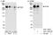 Methyl-CpG Binding Domain Protein 1 antibody, A301-150A, Bethyl Labs, Immunoprecipitation image 