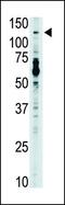 Toll Like Receptor 7 antibody, PA5-11605, Invitrogen Antibodies, Western Blot image 