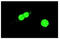 PCNA antibody, sc-56, Santa Cruz Biotechnology, Immunofluorescence image 