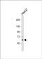 Keratin 77 antibody, orb389084, Biorbyt, Western Blot image 
