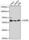 Caspase 8 antibody, A12973, ABclonal Technology, Western Blot image 