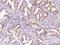 Tripartite Motif-Containing 51 antibody, 206796-T08, Sino Biological, Immunohistochemistry frozen image 