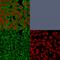 Fascin Actin-Bundling Protein 1 antibody, GTX34717, GeneTex, Immunofluorescence image 
