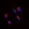 Tubulin Beta 1 Class VI antibody, LS-C358378, Lifespan Biosciences, Immunofluorescence image 