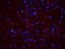 Contactin 1 antibody, orb167706, Biorbyt, Immunocytochemistry image 