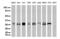 Activator protein 1 antibody, UM870005, Origene, Western Blot image 