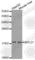 Ribosomal Protein L27 antibody, A5936, ABclonal Technology, Western Blot image 