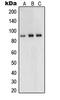 Ubiquitin Like With PHD And Ring Finger Domains 1 antibody, LS-C353410, Lifespan Biosciences, Western Blot image 