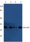 Tyrosine 3-Monooxygenase/Tryptophan 5-Monooxygenase Activation Protein Theta antibody, A03904-1, Boster Biological Technology, Western Blot image 