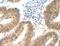 Signal-Induced Proliferation-Associated 1 antibody, MBS2521272, MyBioSource, Immunohistochemistry frozen image 