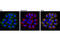 SMG1 Nonsense Mediated MRNA Decay Associated PI3K Related Kinase antibody, 9592S, Cell Signaling Technology, Immunocytochemistry image 