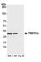 TRNA Methyltransferase 61A antibody, A305-858A-M, Bethyl Labs, Western Blot image 