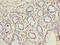 Chromosome 9 Open Reading Frame 16 antibody, A58402-100, Epigentek, Immunohistochemistry paraffin image 
