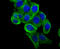 Apolipoprotein A2 antibody, A02088-1, Boster Biological Technology, Immunocytochemistry image 