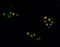 Farnesyl antibody, AP05110PU-N, Origene, Immunofluorescence image 