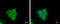 Phospholipase A2 Group IVF antibody, GTX120598, GeneTex, Immunocytochemistry image 