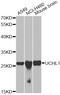 Ubiquitin C-Terminal Hydrolase L1 antibody, LS-C746713, Lifespan Biosciences, Western Blot image 