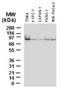BCL2 Associated Athanogene 3 antibody, NBP2-27330, Novus Biologicals, Western Blot image 