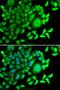 Glutathione S-Transferase C-Terminal Domain Containing antibody, orb247841, Biorbyt, Immunofluorescence image 