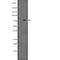 Nuclear FMR1 Interacting Protein 2 antibody, abx147809, Abbexa, Western Blot image 