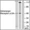 Alpha-2A adrenergic receptor antibody, orb96033, Biorbyt, Western Blot image 