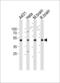 NADH dehydrogenase [ubiquinone] iron-sulfur protein 2, mitochondrial antibody, 64-103, ProSci, Western Blot image 