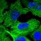 Plectin antibody, PA5-56292, Invitrogen Antibodies, Immunofluorescence image 