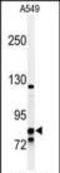 Nuclear Receptor Subfamily 3 Group C Member 1 antibody, PA5-24793, Invitrogen Antibodies, Western Blot image 