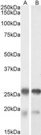 TIA1 Cytotoxic Granule Associated RNA Binding Protein Like 1 antibody, 42-788, ProSci, Enzyme Linked Immunosorbent Assay image 