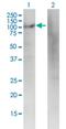 Diaphanous Related Formin 3 antibody, H00081624-M01, Novus Biologicals, Western Blot image 