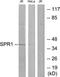 G Protein-Coupled Receptor 68 antibody, LS-C119073, Lifespan Biosciences, Western Blot image 