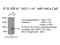 HPS4 Biogenesis Of Lysosomal Organelles Complex 3 Subunit 2 antibody, 14627-1-AP, Proteintech Group, Immunoprecipitation image 