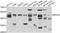 Molybdenum Cofactor Synthesis 3 antibody, A13417, ABclonal Technology, Western Blot image 