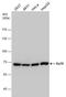 X-Ray Repair Cross Complementing 6 antibody, NBP2-19311, Novus Biologicals, Western Blot image 