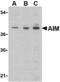 CD5 Molecule Like antibody, AHP1168, Bio-Rad (formerly AbD Serotec) , Western Blot image 