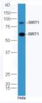 Sirtuin 1 antibody, orb11372, Biorbyt, Western Blot image 
