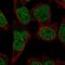 Kelch Domain Containing 2 antibody, NBP2-14163, Novus Biologicals, Immunofluorescence image 