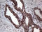 GTP Cyclohydrolase 1 antibody, LS-C792407, Lifespan Biosciences, Immunohistochemistry paraffin image 