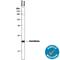 Glutathione peroxidase 3 antibody, AF4199, R&D Systems, Western Blot image 