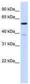 Serine/threonine-protein phosphatase 2A 56 kDa regulatory subunit alpha isoform antibody, TA346501, Origene, Western Blot image 