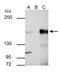 Lysine Demethylase 6A antibody, PA5-31828, Invitrogen Antibodies, Immunoprecipitation image 