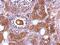 Nemo Like Kinase antibody, PA5-21877, Invitrogen Antibodies, Immunohistochemistry paraffin image 