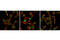 SMAD Family Member 3 antibody, 5678S, Cell Signaling Technology, Immunocytochemistry image 