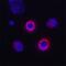 CD160 Molecule antibody, AF3899, R&D Systems, Immunofluorescence image 