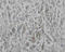 Phosphotyrosine antibody, ADI-KAP-TK155-E, Enzo Life Sciences, Immunohistochemistry paraffin image 