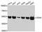 DEAD-Box Helicase 6 antibody, MBS129529, MyBioSource, Western Blot image 