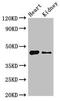 Myeloid Cell Nuclear Differentiation Antigen antibody, orb52759, Biorbyt, Western Blot image 