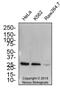 Epstein-Barr Virus Induced 3 antibody, NBP2-03944, Novus Biologicals, Western Blot image 
