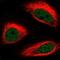 High Mobility Group 20B antibody, NBP2-58321, Novus Biologicals, Immunofluorescence image 